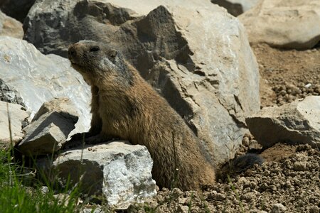 Marmot engineering furry alpine marmot photo