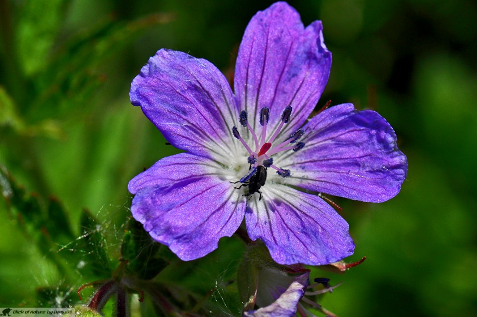 DAM2048 - Geranio selvatico (Geranium sanguineum L.)