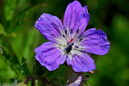 DAM2048 - Geranio selvatico (Geranium sanguineum L.) photo