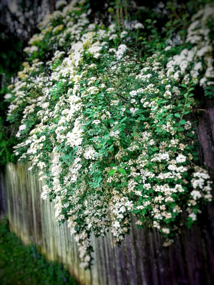 Blossom spring summer