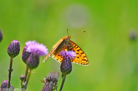 DAM1688 - Argynnis  niobe