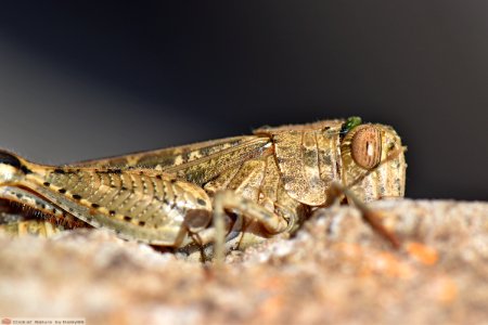 DAM1778 - Locusta egiziana (Anacridium aegyptium)