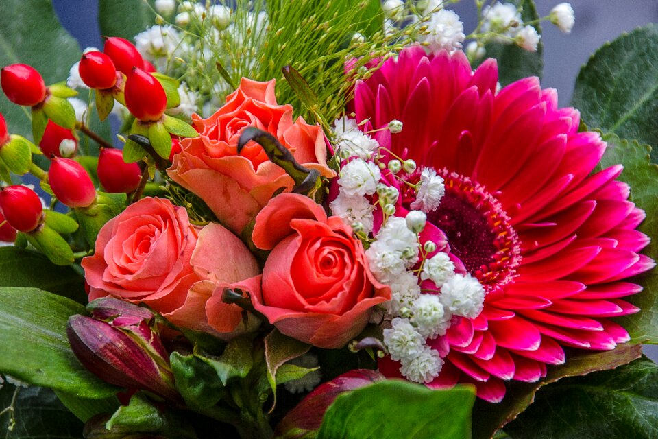 Gerbera red cut flowers photo