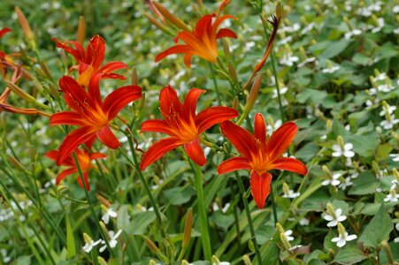 Garden nature bloom photo