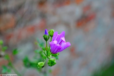 DAM1512 - Malva sylvestris