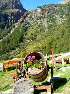 DAM1685 - Val di Sole - Vista da Malga Mare