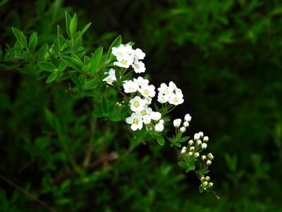 Plant white blooms photo
