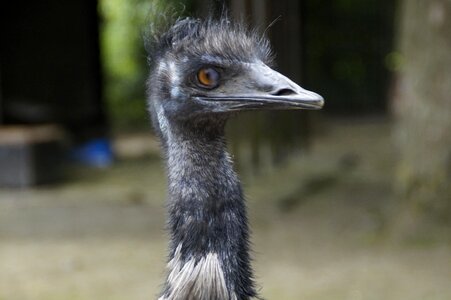 Head animal flightless laufvogel photo