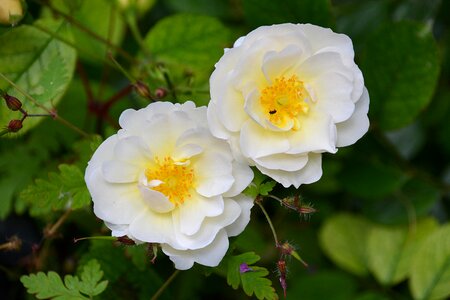 Nature pink flowers rosebush
