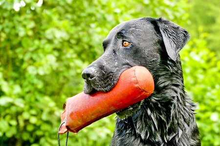 Retrieve dummytraining hundesport photo