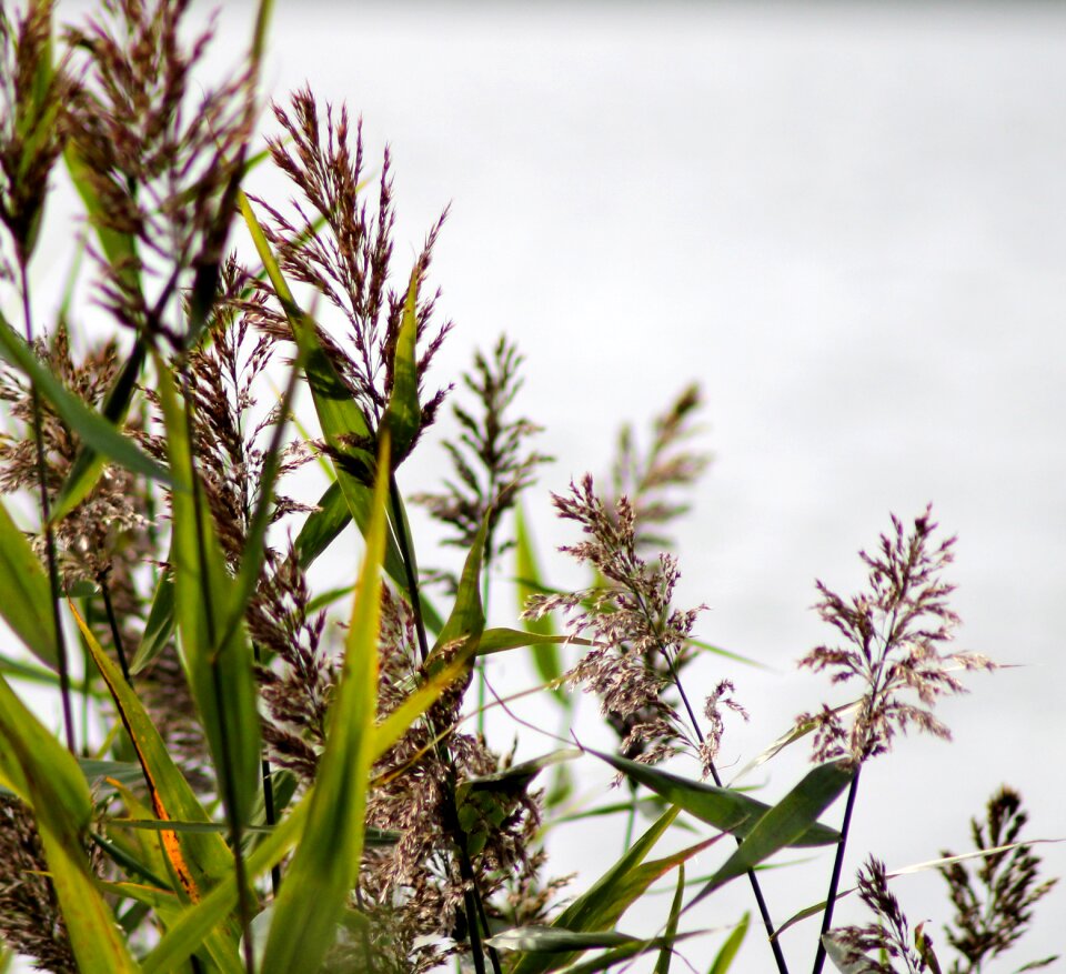 Lake plants water plant