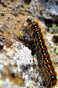 DAM1560 - Bruco di Eriogaster arbusculae (FREYER, 1849)