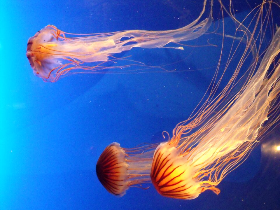 Jellyfish water blue