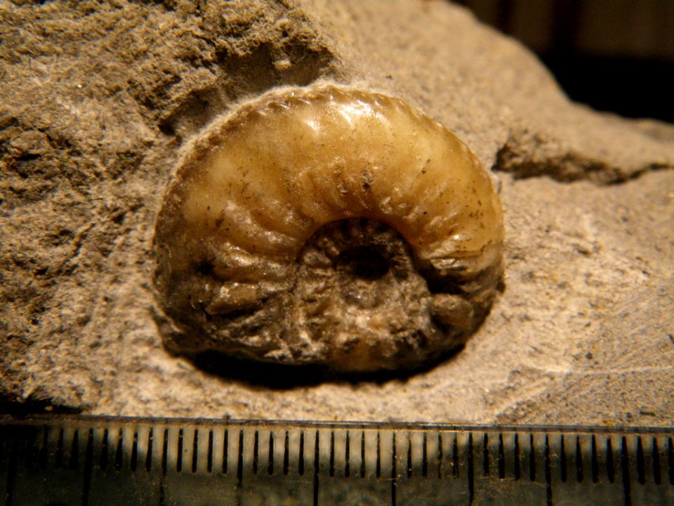 Amaltheus margaritatus
