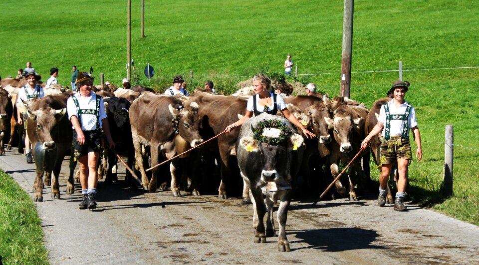 Viehscheid almabtrieb cow photo