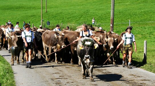 Viehscheid almabtrieb cow photo