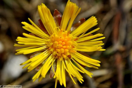 DAM2043 - Tussilago farfara