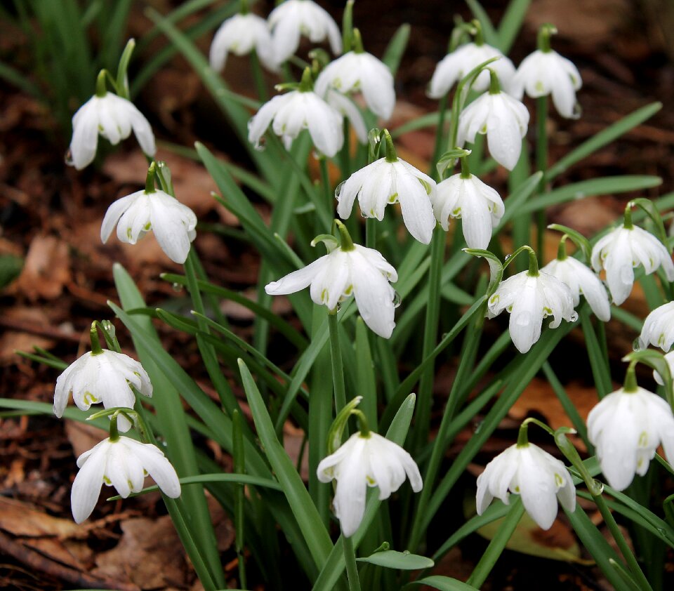 Natural spring spring plants