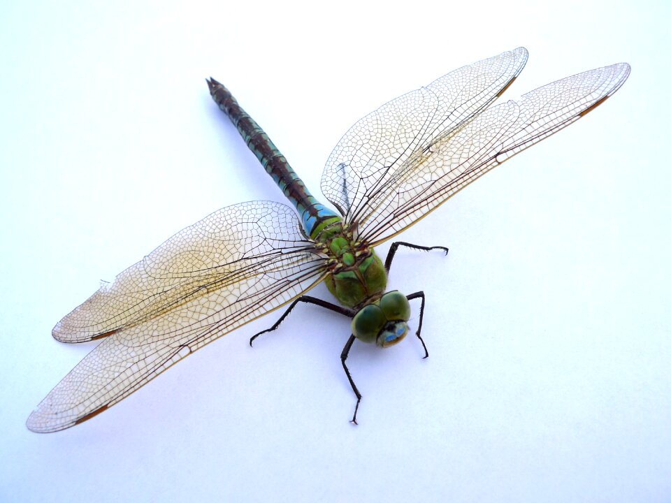Flight insect wing wand dragonfly