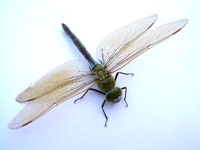 Flight insect wing wand dragonfly photo
