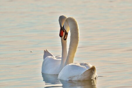 Lake constance animal world lake
