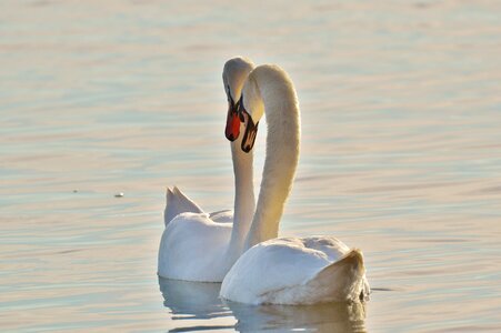 Lake constance animal world lake photo