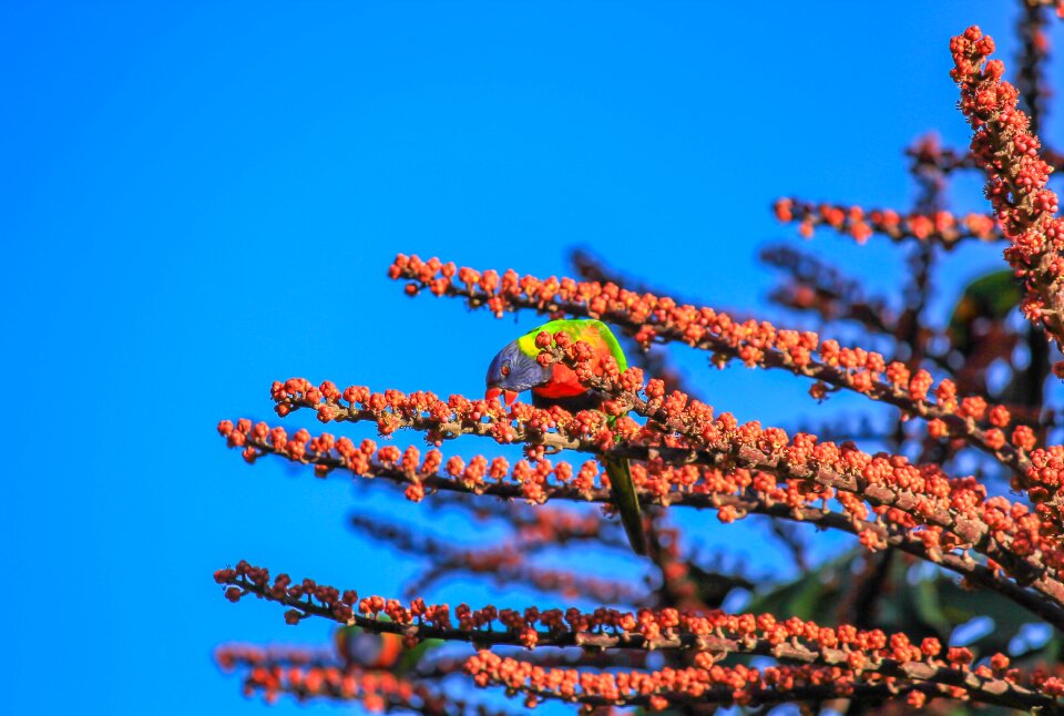Wildlife colorful bright