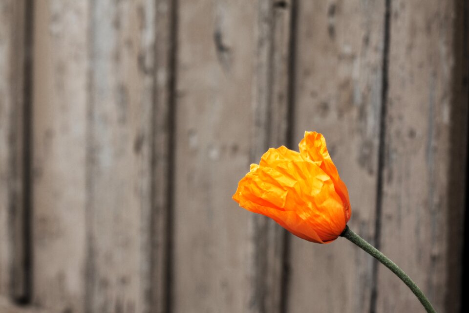 Summer natural flower