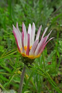 DAM1920 - Gazania rigens