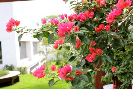 Mago Jardineiro - Aroreira Office