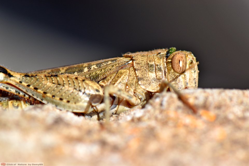 DAM1777 - Locusta egiziana (Anacridium aegyptium)