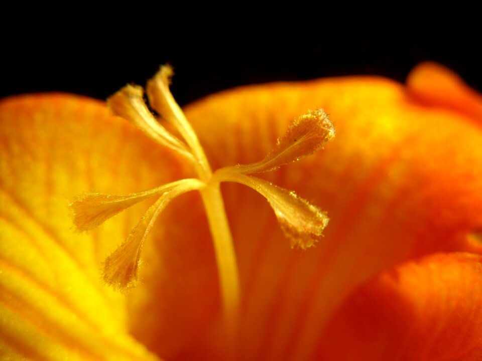 Flower macro freesia