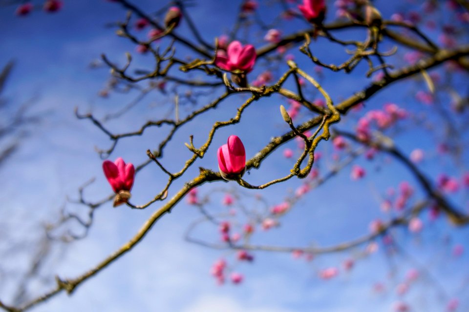 Magnificent Magnolia