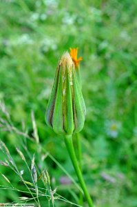 DAM1539 - Barba di becco (Tragopogon pratensis L.)
