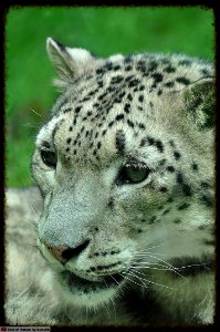 DAM1506 - Portraits - Leopardo delle Nevi (Panthera uncia)