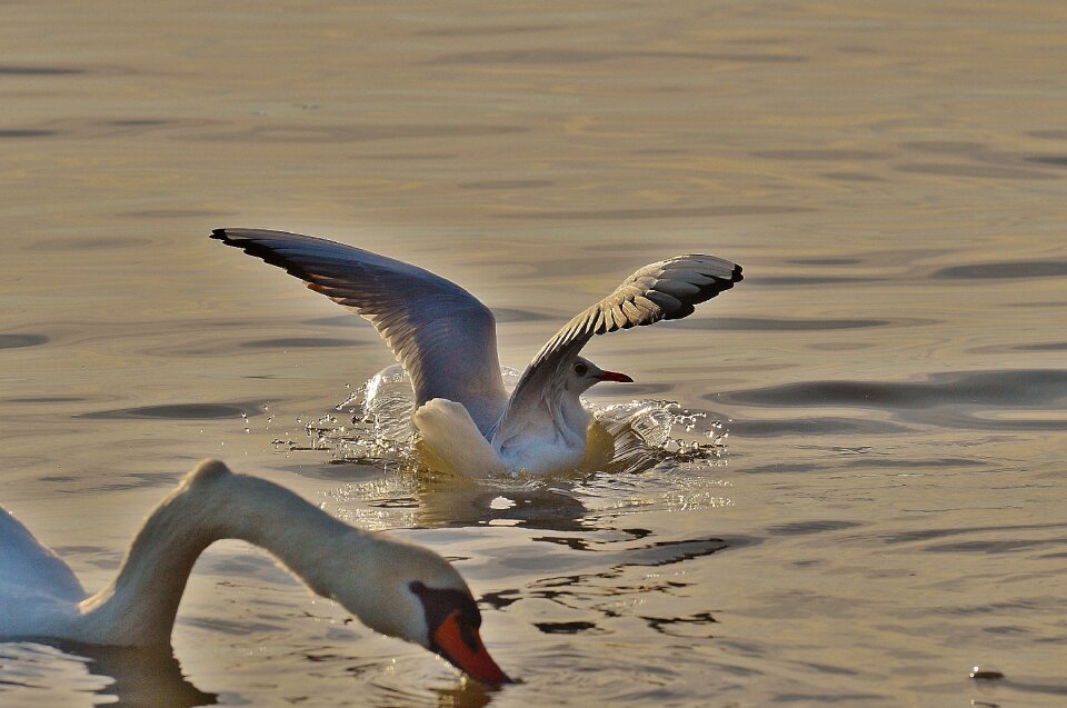 Animal world lake bird