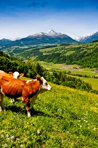 Austria in the mountains landscape