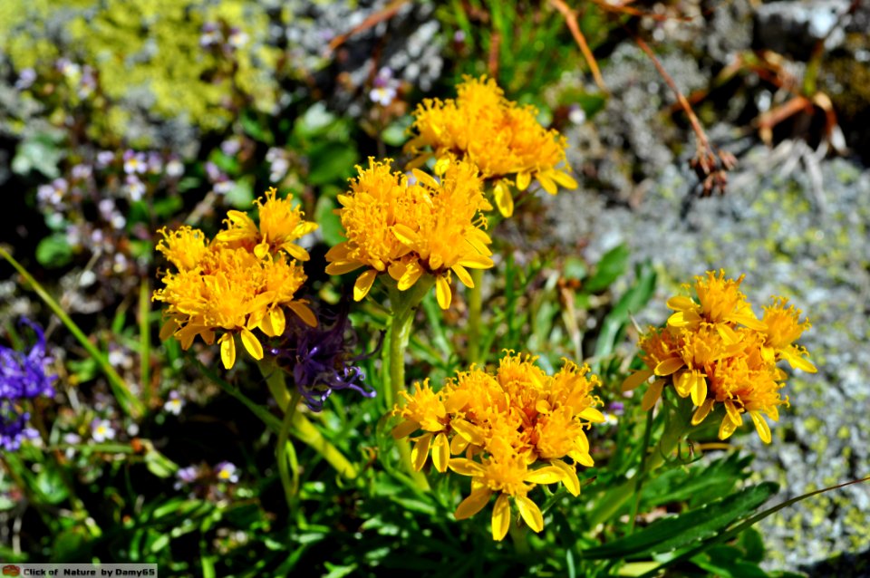 DAM1717 - Senecione biancheggiante (Jacobaea incana)