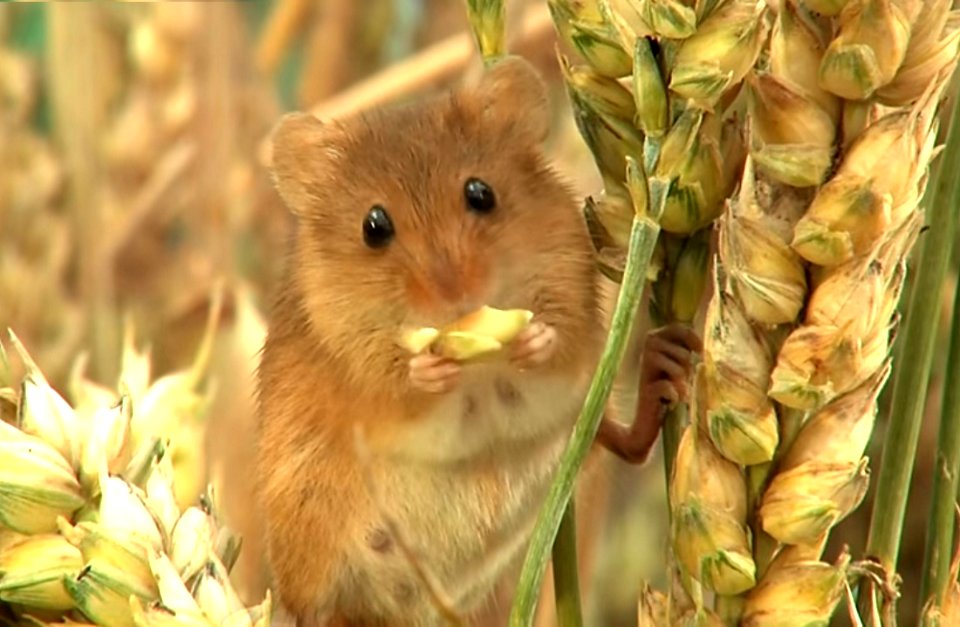 Harvest ratatouille