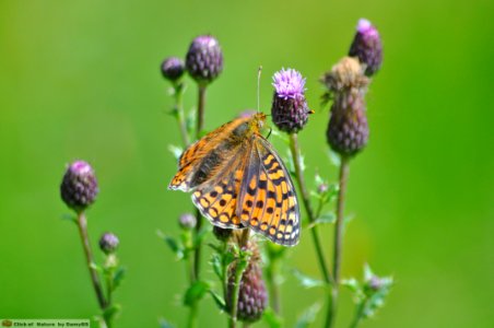DAM1697 - Argynnis Paphia