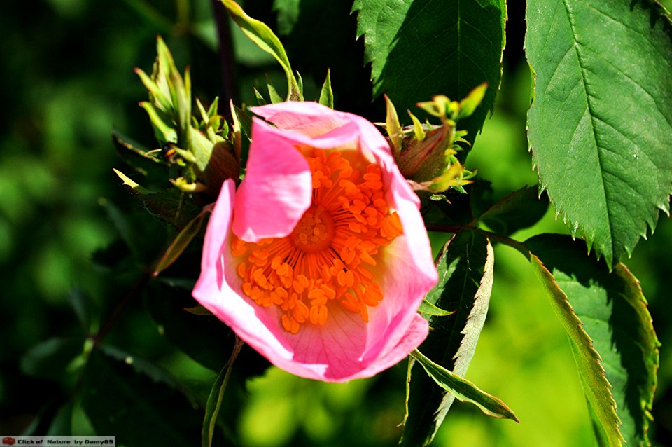 DAM1475 - Rosa canina L. - Rosa selvatica