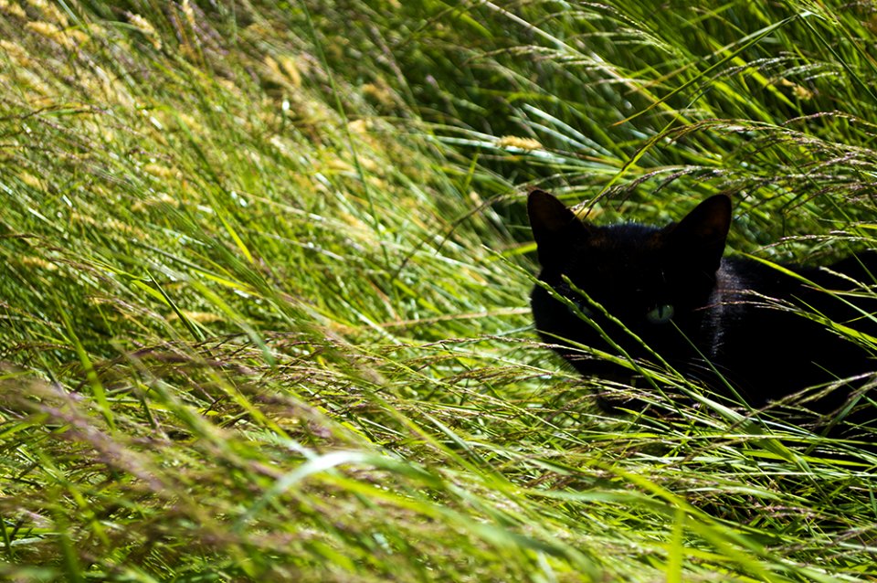 chat, herbe, été, cat