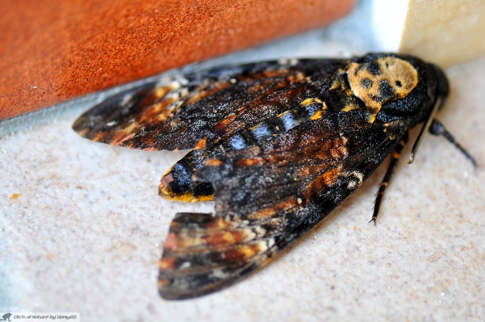 DAM1823 - Sfinge testa di morto (Acherontia atrops)