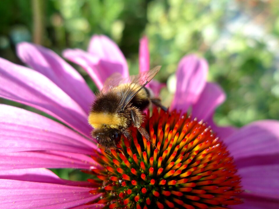 Pollination insect coneflower