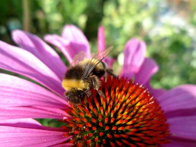Pollination insect coneflower