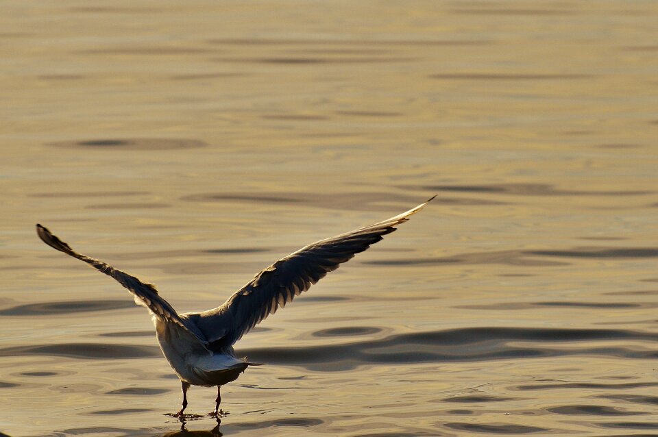 Animal world lake bird