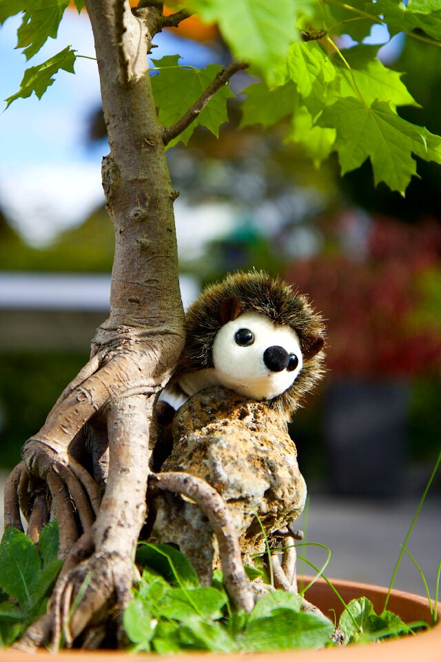 Maple bonsai hedgehog
