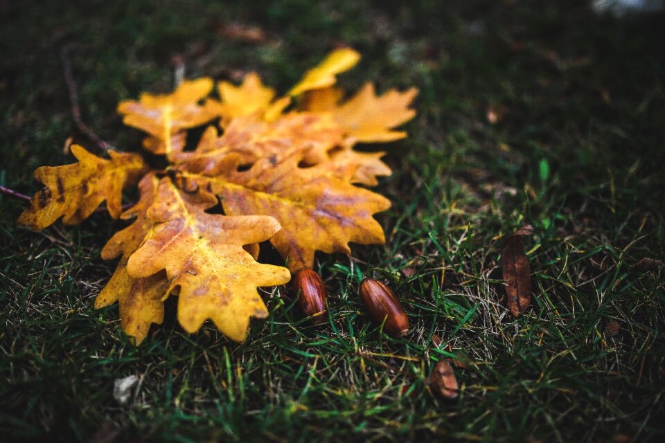 Acorn yellow autumn