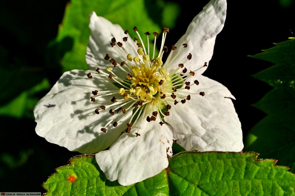 DAM1474 - Fiore di rovo