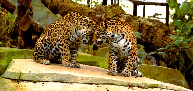 jaguars-calin-zoo-paris photo